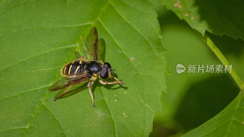 斜带池塘蝇，(Sericomyia chrysotoxoides)， Eristalinae, diptera, syrphidae。